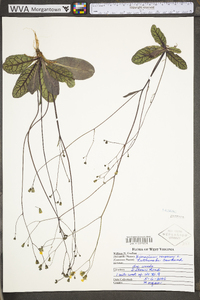 Hieracium venosum image