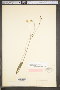 Hieracium venosum image