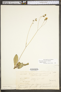 Hieracium venosum image