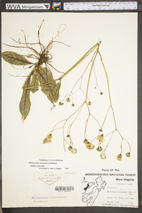 Hieracium venosum image