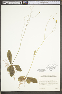 Hieracium venosum image