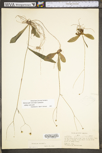 Hieracium venosum image