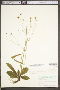 Hieracium venosum image