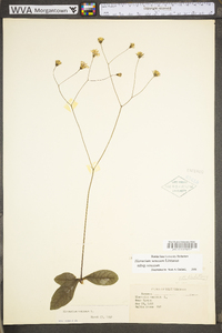 Hieracium venosum image