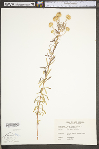 Ionactis linariifolia image