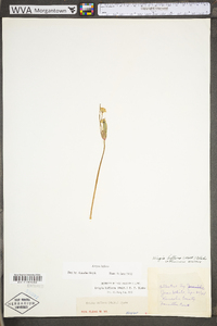 Krigia biflora image