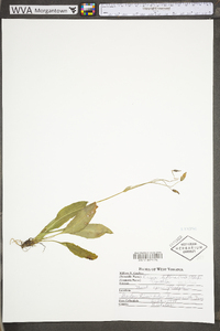 Krigia biflora var. biflora image