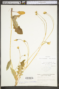 Krigia biflora var. biflora image