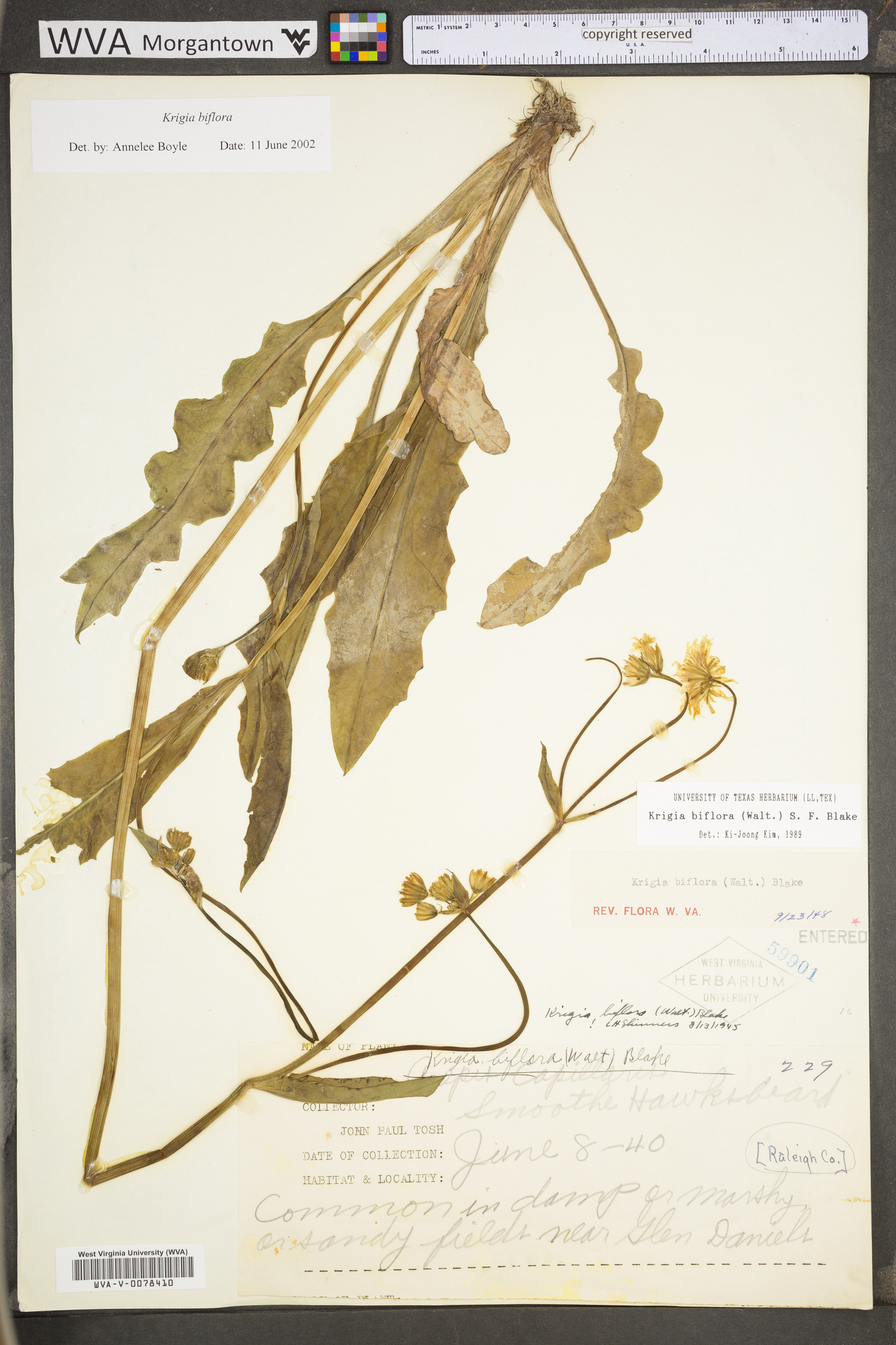 Krigia biflora var. biflora image