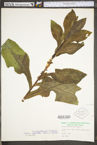 Lactuca biennis image