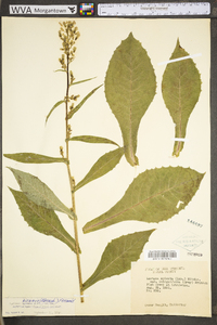 Lactuca biennis image