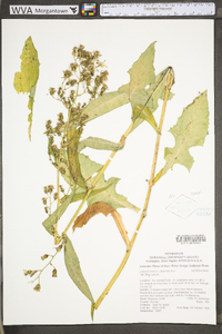 Lactuca biennis image