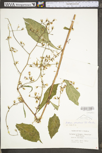 Lactuca floridana image