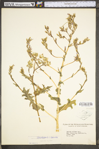 Lactuca floridana image