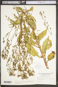 Lactuca floridana image