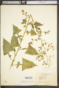 Lactuca floridana image