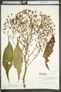 Lactuca floridana var. floridana image
