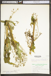 Lactuca floridana image