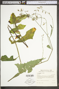 Lactuca floridana image