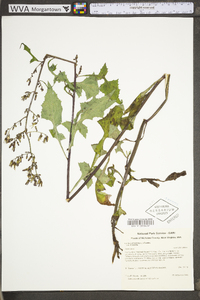 Lactuca floridana var. floridana image