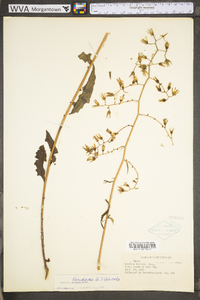 Lactuca floridana image