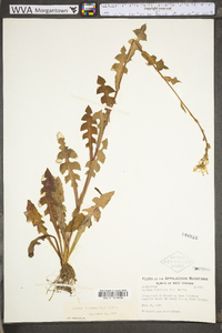 Lactuca floridana var. floridana image