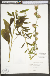 Liatris aspera image