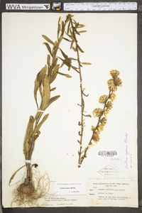 Liatris aspera image