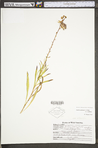 Liatris scariosa image