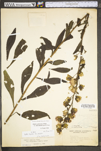 Liatris scariosa var. nieuwlandii image