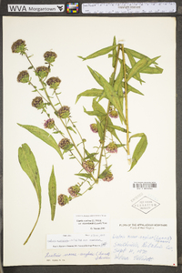 Liatris scariosa var. nieuwlandii image