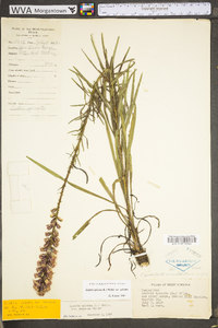 Liatris spicata image