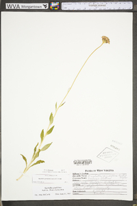 Marshallia grandiflora image