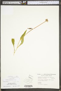 Marshallia grandiflora image