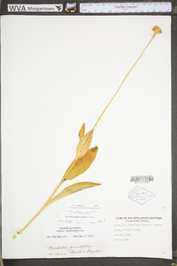 Marshallia grandiflora image