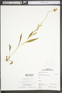 Marshallia grandiflora image