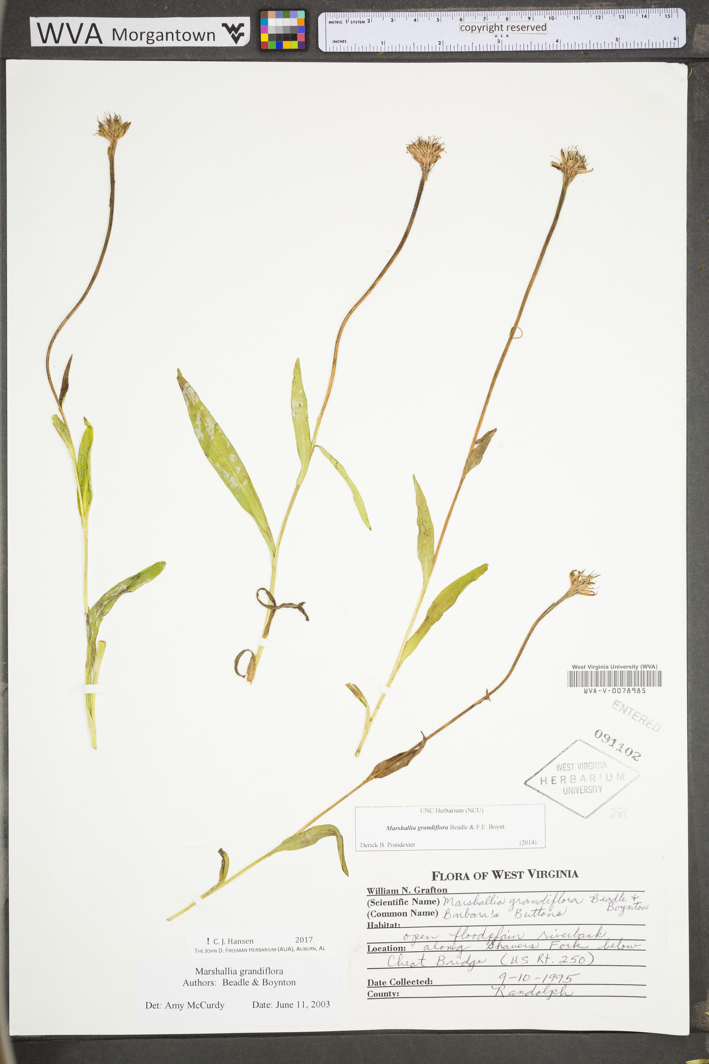 Marshallia grandiflora image