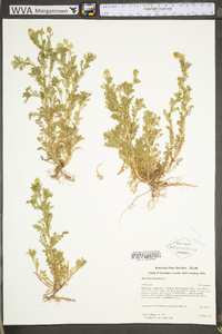 Matricaria discoidea image