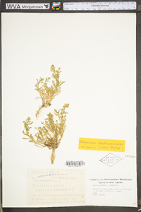 Matricaria discoidea image