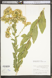 Oligoneuron rigidum image