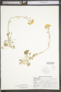 Packera antennariifolia image