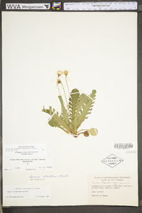 Packera obovata image