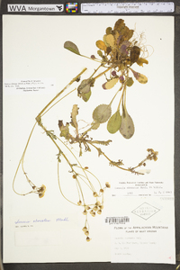 Packera obovata image