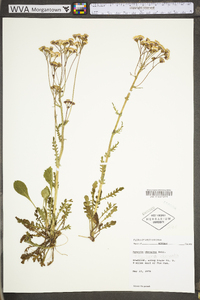 Packera obovata image