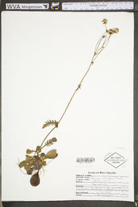 Packera obovata image