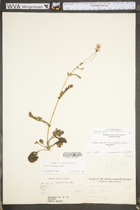 Packera obovata image