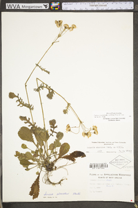 Packera obovata image