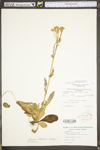 Packera obovata image