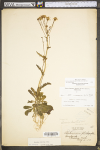 Packera obovata image