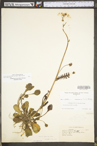 Packera obovata image